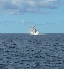 Photos Excursion de 3 heures (10).jpg